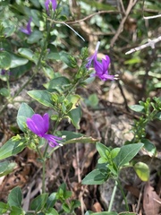Hypoestes purpurea