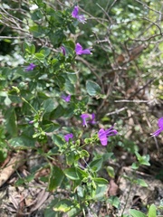Hypoestes purpurea
