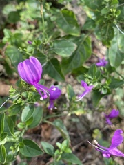 Hypoestes purpurea
