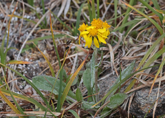 Tephroseris lindstroemii