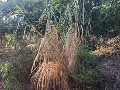Miscanthus floridulus