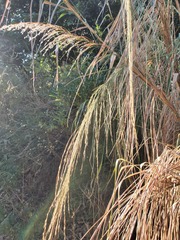 Miscanthus floridulus