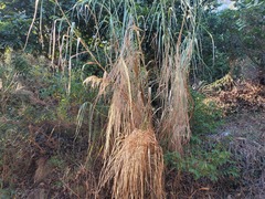 Miscanthus floridulus