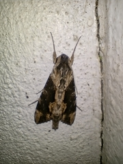 Erinnyis oenotrus