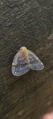 Scolypopa australis