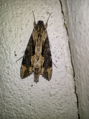 Erinnyis oenotrus