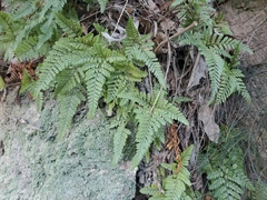 Davallia tyermannii