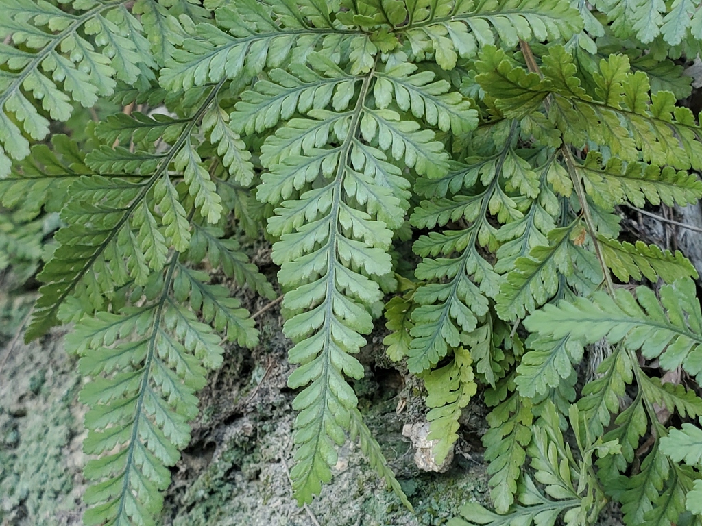 Davallia tyermanni (Davallia tyermanni)