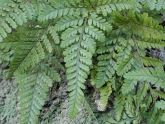 Davallia tyermannii
