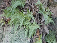Davallia tyermannii