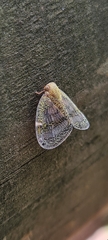 Scolypopa australis