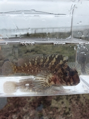 Hypsoblennius gilberti