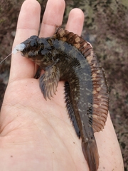Hypsoblennius gilberti