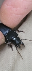 Pterostichus lama