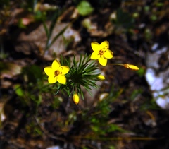 Leptosiphon acicularis