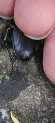 Pterostichus lama