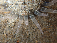 Harenactis attenuata