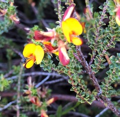 Pultenaea densifolia