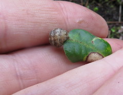 Kermesidae