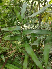 Lygodium japonicum