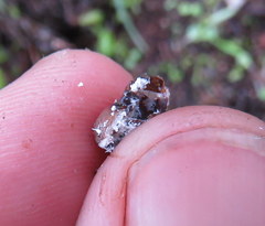 Kermesidae