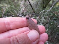 Kermesidae