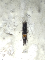 Cosmopterix