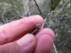 Kermesidae