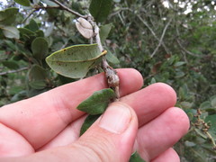 Kermesidae