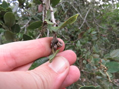 Kermesidae