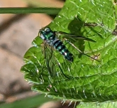 Austrosciapus connexus