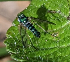 Austrosciapus connexus