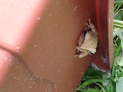 Polypedates leucomystax