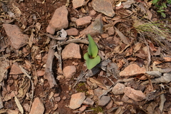 Ledebouria ovatifolia