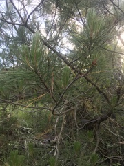 Pinus attenuata