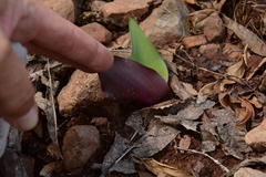 Ledebouria ovatifolia