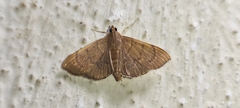 Crambidae