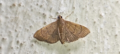 Crambidae