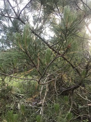 Pinus attenuata