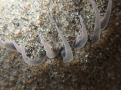 Harenactis attenuata
