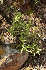 Crassula perfoliata