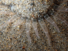 Harenactis attenuata