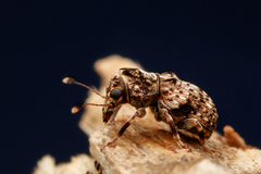 Erichsonocis