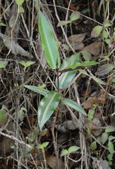 Periplocoideae