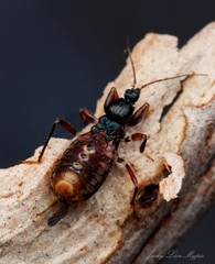 Ectomocoris decoratus