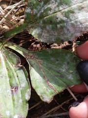 Phytomyza plantaginis