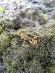 Pachygrapsus minutus