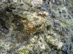 Pachygrapsus minutus