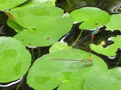 Ceriagrion cerinorubellum