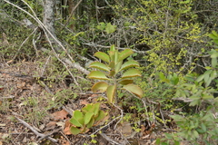 Kalanchoe sexangularis